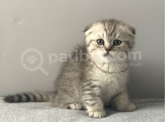 Silver Tabby Scottish Fold Erkek Yavru