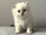 Silver point british longhair erkek yavrumuz