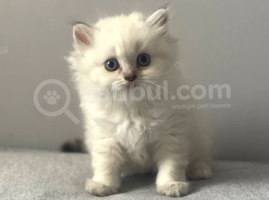 Silver Point British Longhair Erkek Yavrumuz