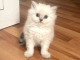 Silver Point British Longhair Erkek Yavrumuz