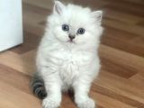 Silver Point British Longhair Erkek Yavrumuz