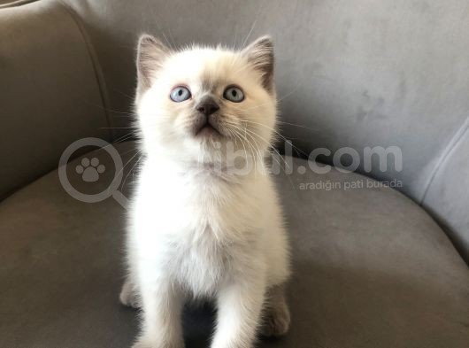 British Bluepoint A Kalite Yavrular görsel