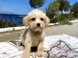 0 No Maltipoo Oğlumuz