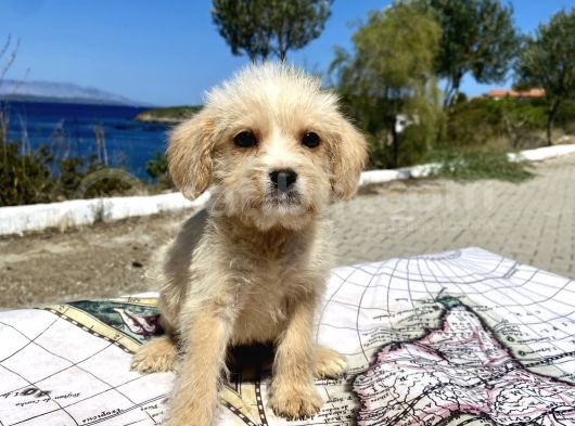0 No Maltipoo Oğlumuz görsel