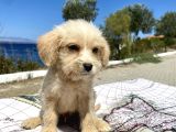 0 No Maltipoo Oğlumuz