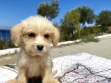 0 No Maltipoo Oğlumuz