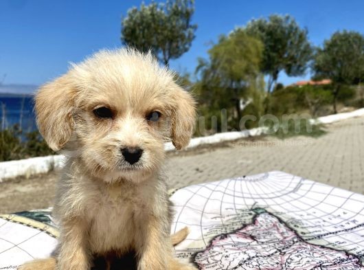 0 No Maltipoo Oğlumuz görsel