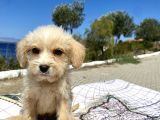 0 No Maltipoo Oğlumuz