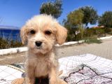 0 No Maltipoo Oğlumuz