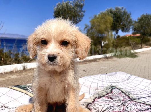 0 No Maltipoo Oğlumuz görsel
