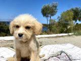 0 No Maltipoo Oğlumuz