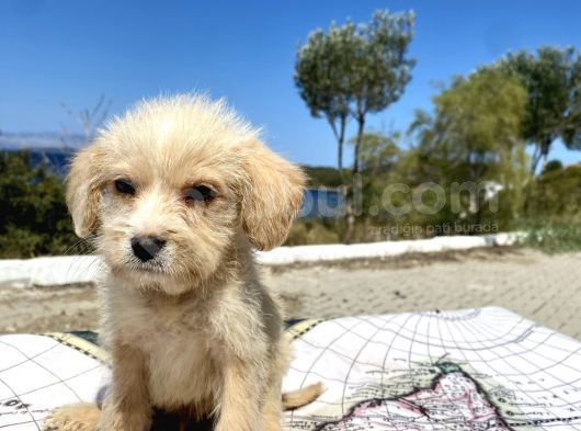 0 No Maltipoo Oğlumuz görsel