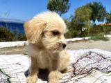 0 No Maltipoo Oğlumuz