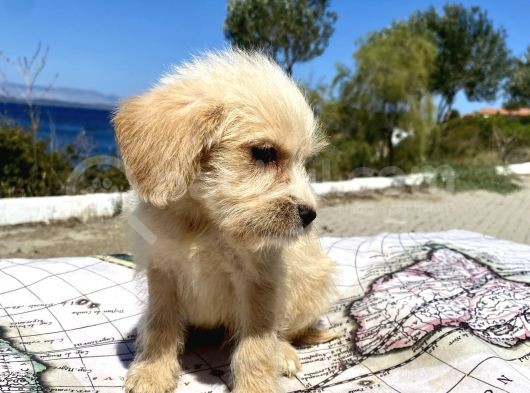 0 No Maltipoo Oğlumuz görsel