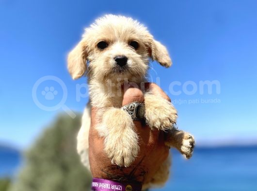 0 No Maltipoo Oğlumuz görsel