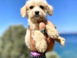 0 No Maltipoo Oğlumuz