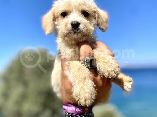 0 No Maltipoo Oğlumuz görsel