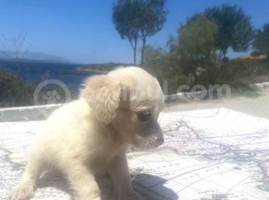 Uygun Bütçeli Mini Boy Fino Oğlumuz görsel