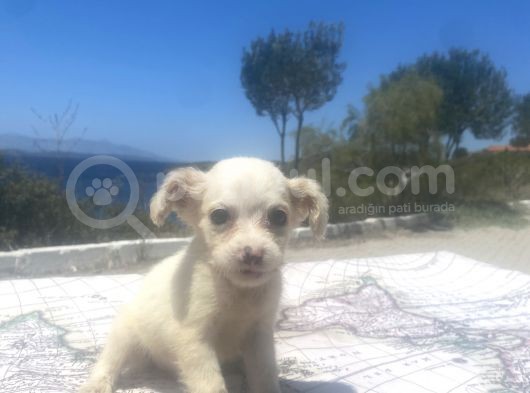 Uygun Bütçeli Mini Boy Fino Oğlumuz görsel