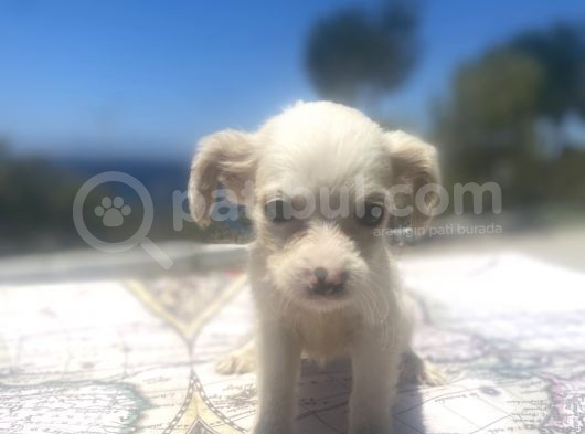 Uygun Bütçeli Mini Boy Fino Oğlumuz görsel