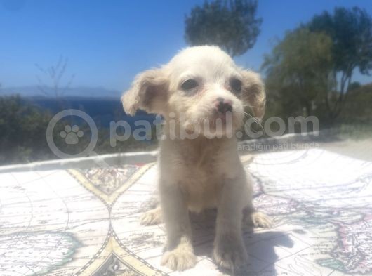 Uygun Bütçeli Mini Boy Fino Oğlumuz görsel