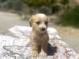 Mini Boy Maltipoo Oğlumuz