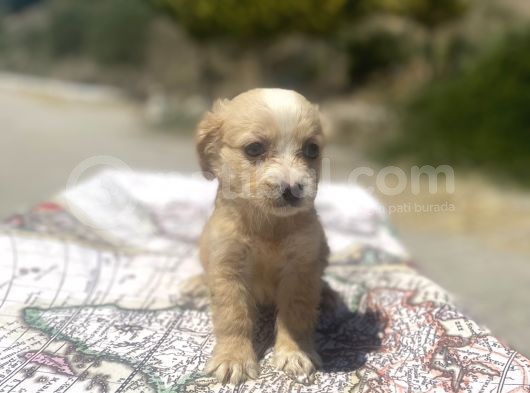Mini Boy Maltipoo Oğlumuz görsel