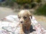 Mini Boy Maltipoo Oğlumuz