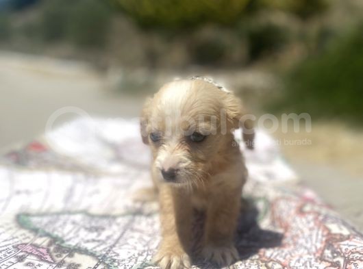 Mini Boy Maltipoo Oğlumuz görsel