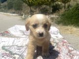Mini Boy Maltipoo Oğlumuz
