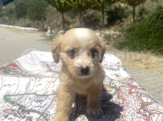 Mini Boy Maltipoo Oğlumuz görsel