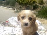 Mini Boy Maltipoo Oğlumuz