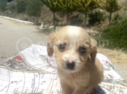 Mini Boy Maltipoo Oğlumuz görsel