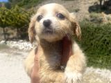 Mini Boy Maltipoo Oğlumuz