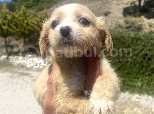 Mini Boy Maltipoo Oğlumuz görsel