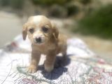 Mini Boy Maltipoo Oğlumuz