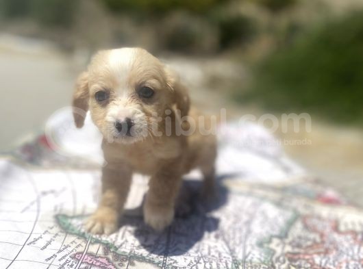 Mini Boy Maltipoo Oğlumuz görsel