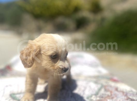 Mini Boy Maltipoo Oğlumuz görsel