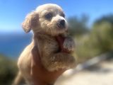 Mini Boy Maltipoo Oğlumuz