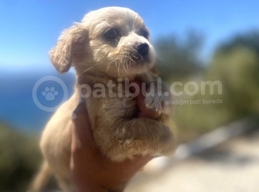 Mini Boy Maltipoo Oğlumuz görsel