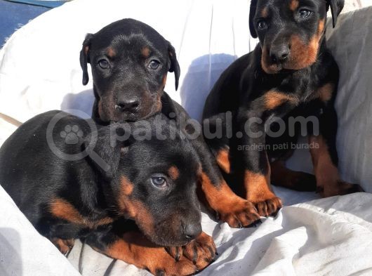 Erkek Doberman Yavru görsel