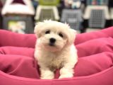 Ori̇ji̇nal Maltese Yavrulari Vonalp Güvencesi̇yle