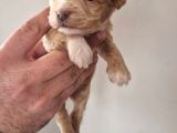 Maltipoo Yavrular
