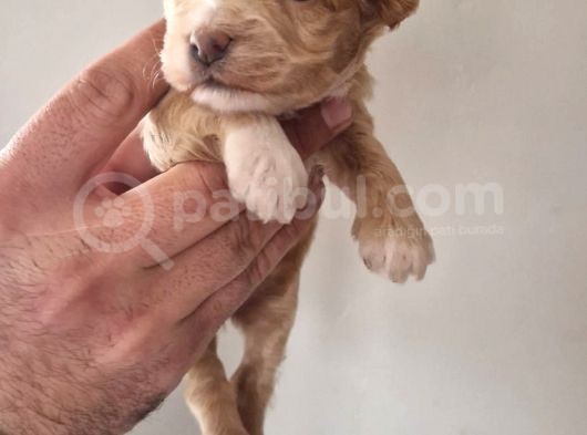 Maltipoo Yavrular görsel
