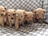 Maltipoo yavrular