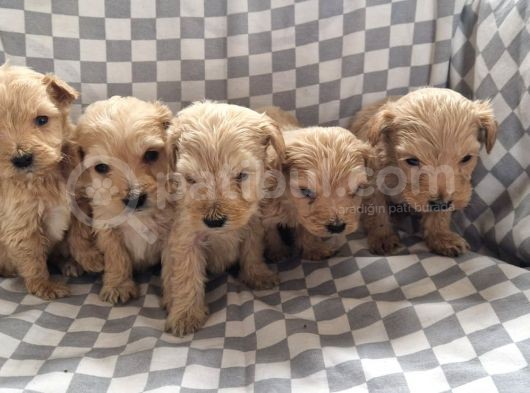 Maltipoo Yavrular