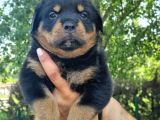 Rottweiler yavrular