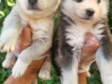 Dişi husky yavrularımız