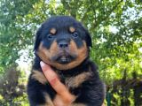 Rottweiler Yavrular