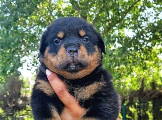Rottweiler Yavrular görsel